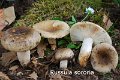 Russula sororia-amf1632-2